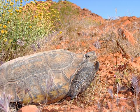 desert tortoise hibernation
