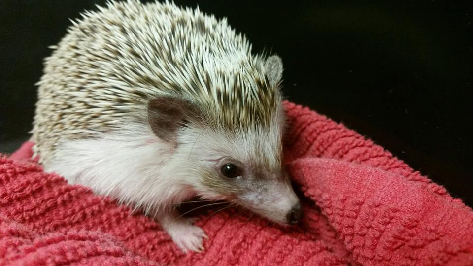 pygmy hedgehog