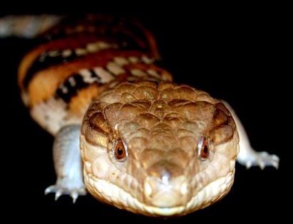 blue tongue skink teeth