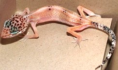 Cryptosporidiosis Arizona Exotics Lizards Resources [ 145 x 244 Pixel ]