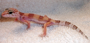 crypto disease leopard gecko