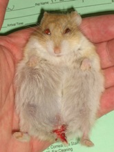 Why is My Hamster Bleeding from Its Bottom 