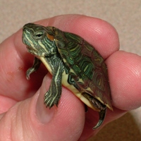 Basic Care Red Eared Slider Arizona Exotics Tortoises Turtles Resources,How Long Do Cats Live In A House