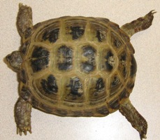 Russian Tortoise Weight Chart