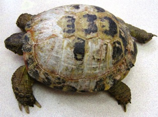 tortoise dog