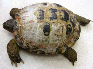 Shell injuries in tortoises - Veterinary Practice