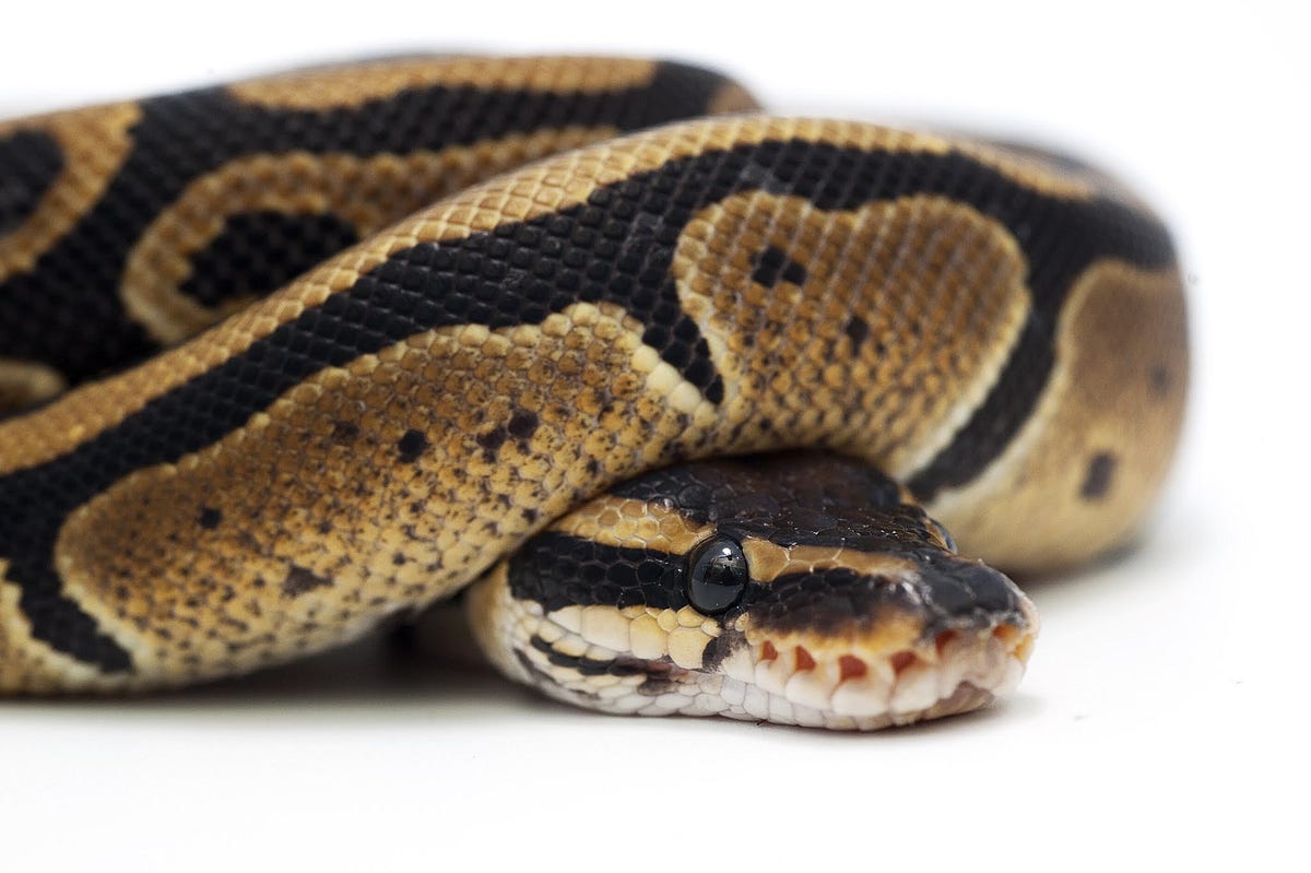 Serpentovirus Nidovirus In Snakes Arizona Exotics Reptiles