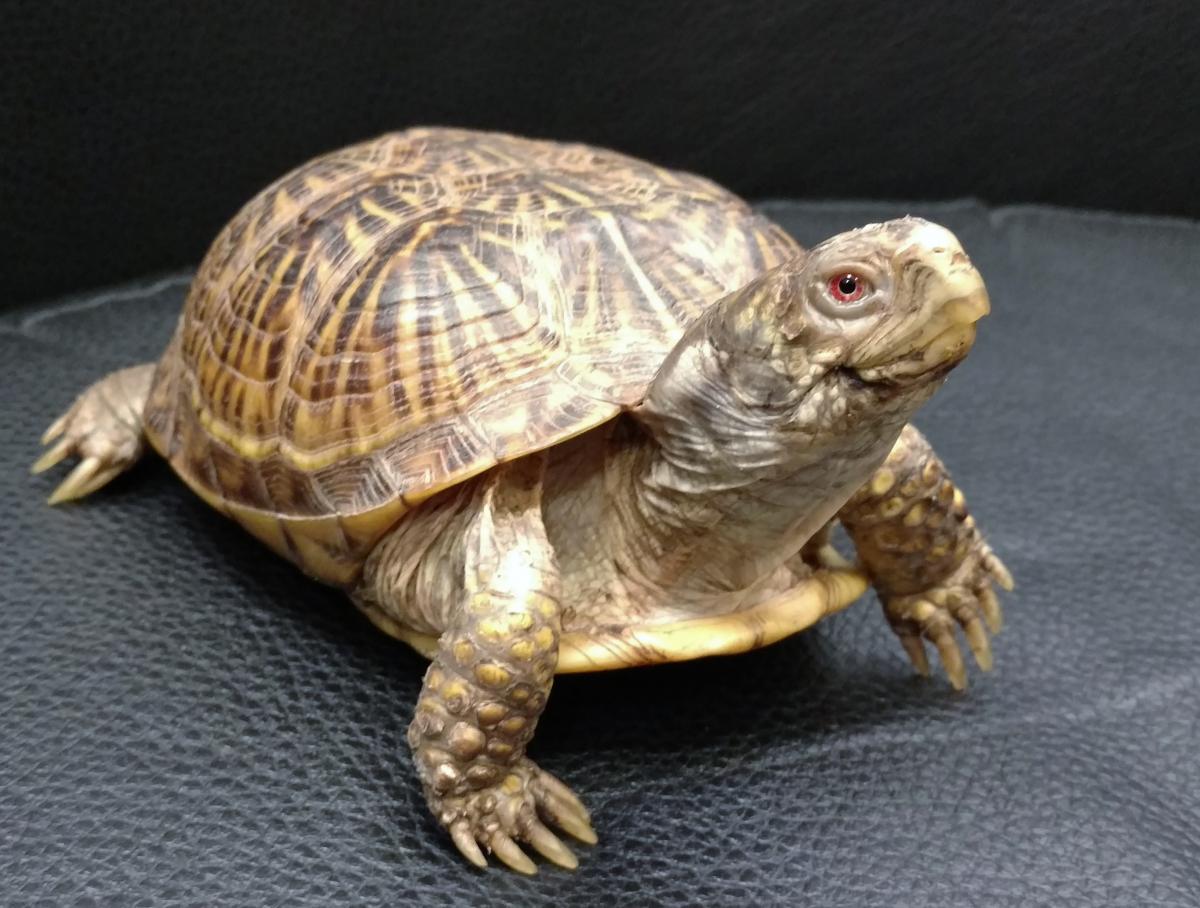 Basic Care Box Turtles Arizona Exotics Tortoises Turtles Resources,Summer Shandy Can
