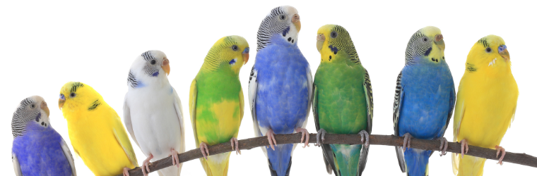 Do Parakeets Talk: