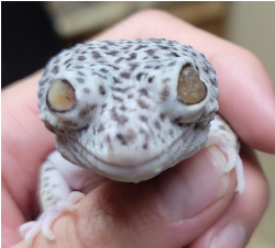 Why Do Geckos Get Eye Caps?