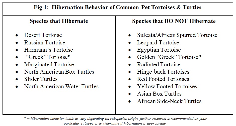 Russian Tortoise Weight Chart