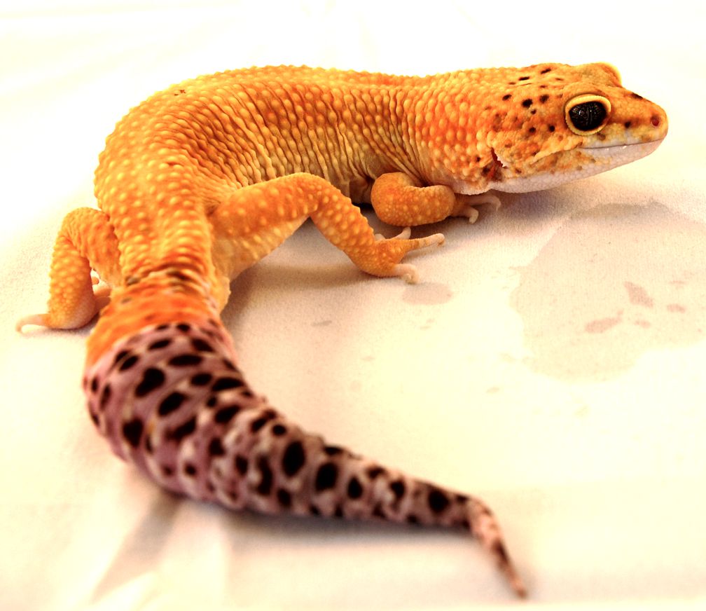 How Many Watts Does A Leopard Gecko Need In A 20 Gallon Tank at ...