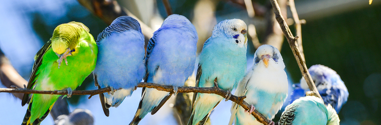 Common Problems in Parakeets | Arizona Exotics | -Parakeets Resources