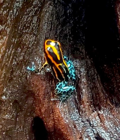 Anthony's Poison Dart Frog, Online Learning Center