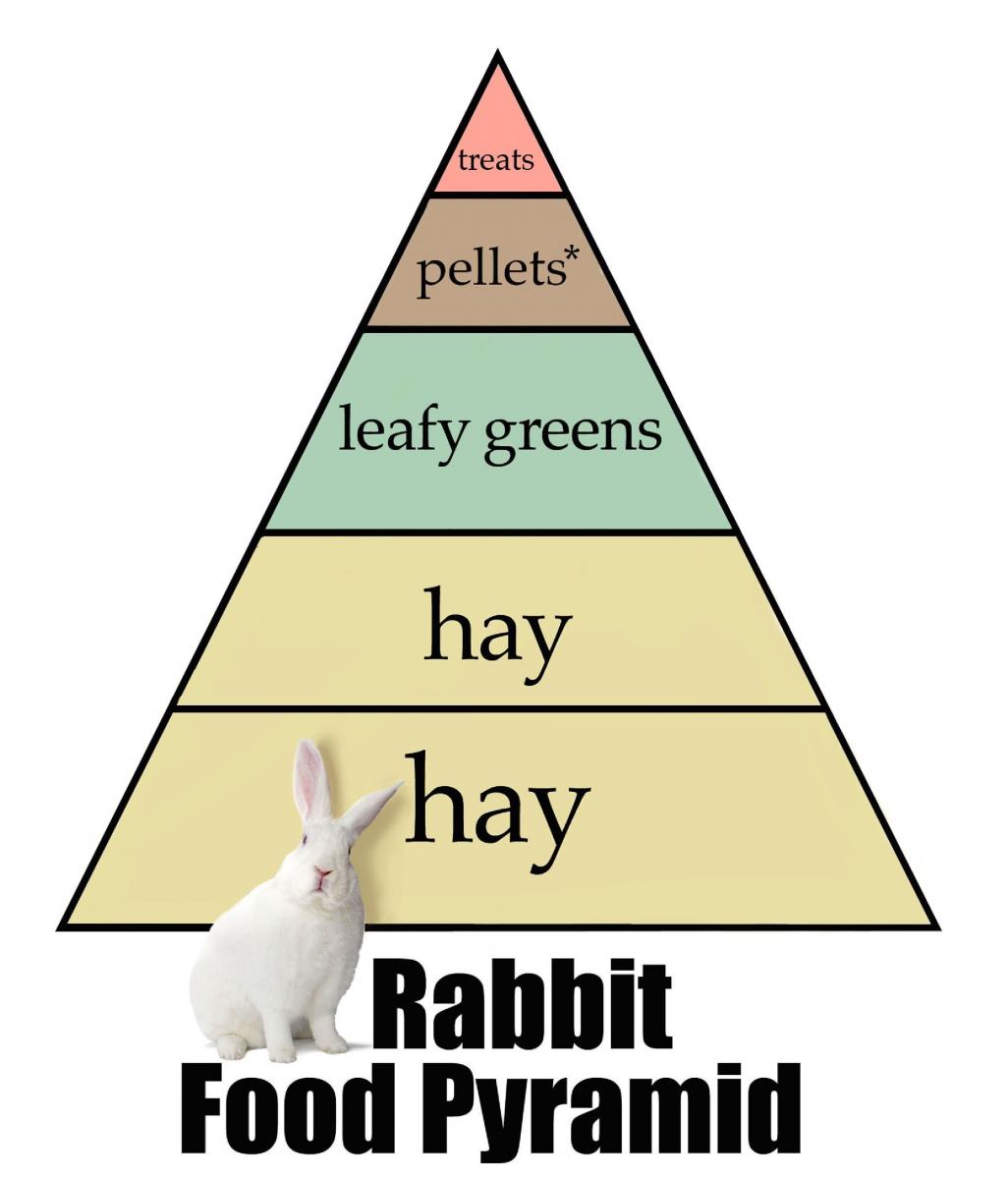 Good food hotsell for rabbits