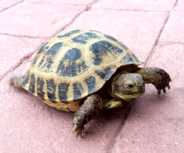 russian tortoise size