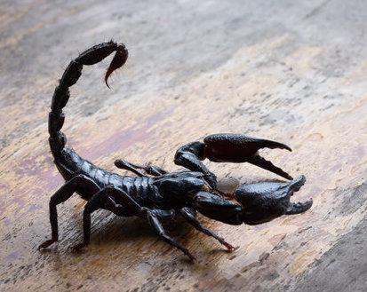 Basic Care: Emperor Scorpion | Arizona Exotics | -Arthropods Resources