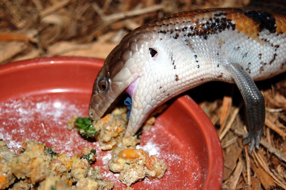 blue tongue skink teeth