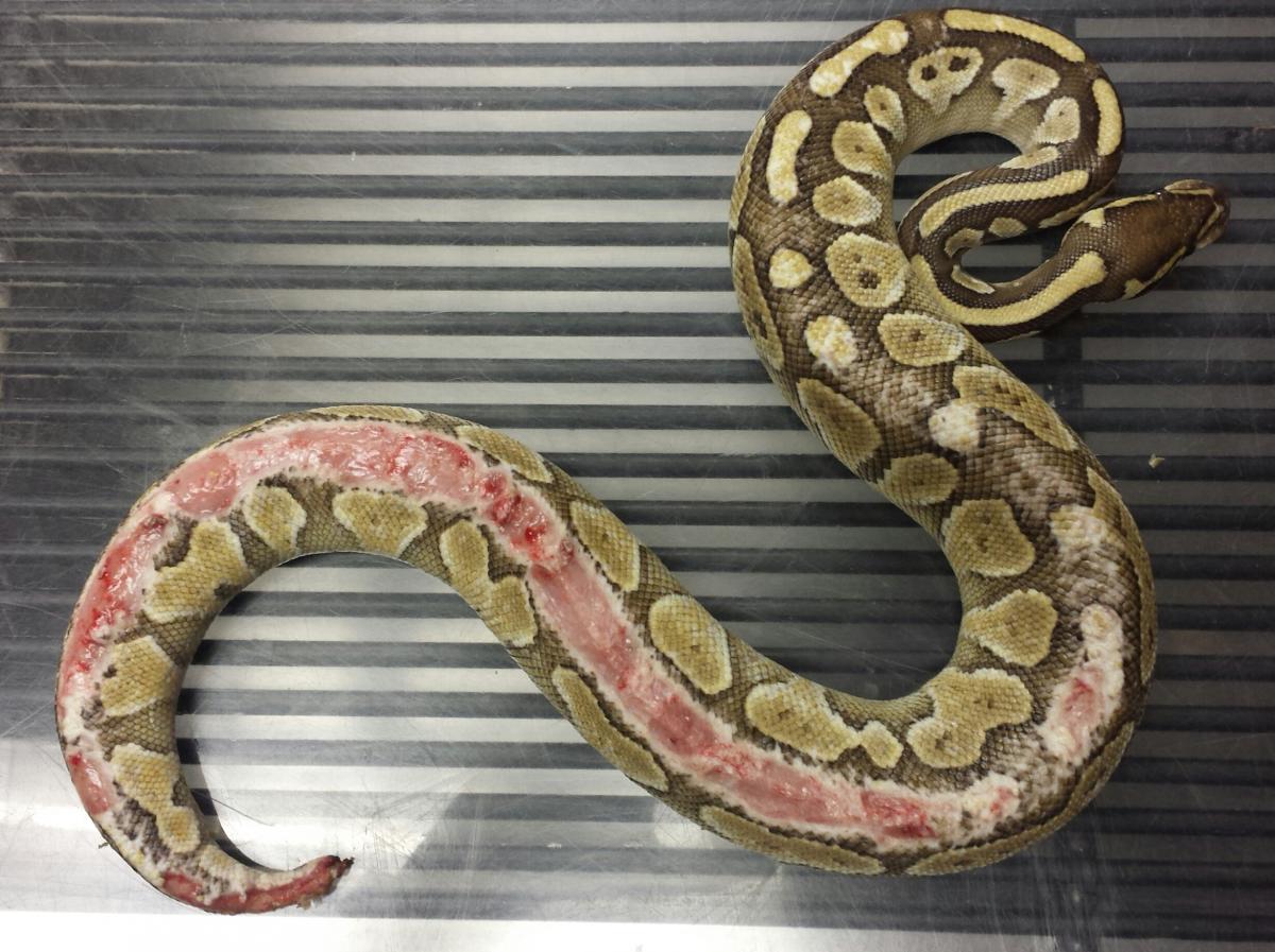 Frozen food best sale for snakes