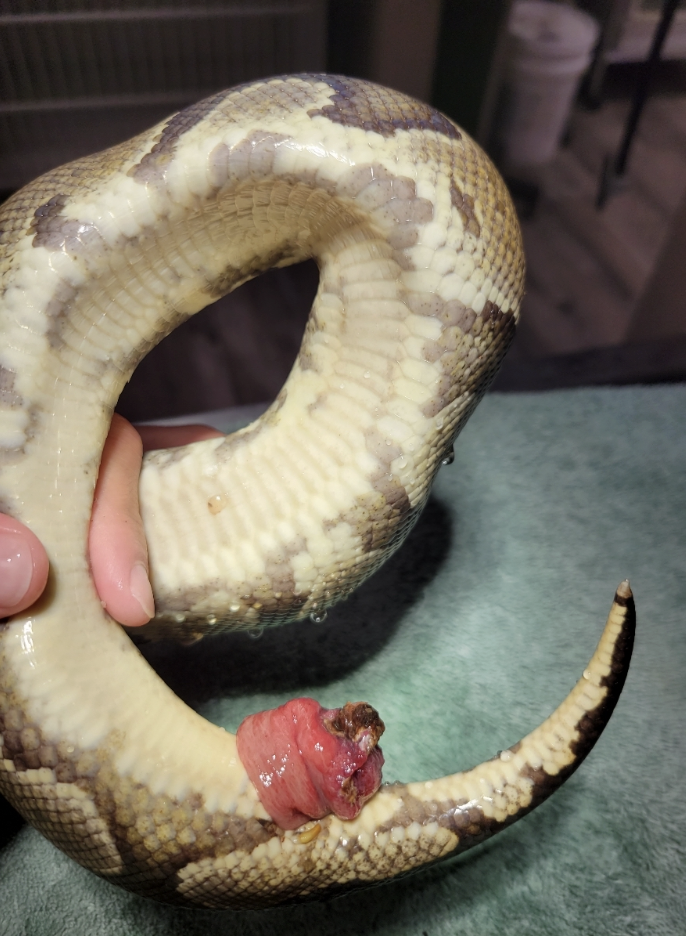 Cloacal Prolapse Arizona Exotics Reptiles And Amphibians Resources