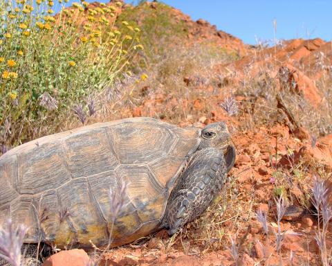 Sept. is Pre-Hibernation Month! | Arizona Exotic Animal Hospital | News ...