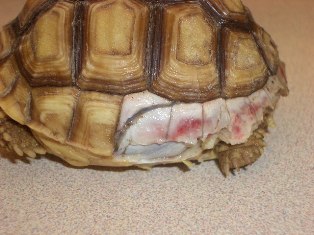 tortoise dog