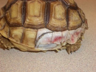 Dog Bite Wounds In Turtles And Tortoises Arizona Exotics Tortoises Turtles Resources