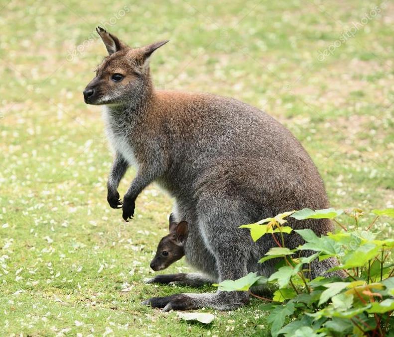 is kangaroo a cooling food for dogs