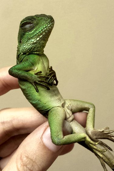 chinese water dragon swimming in pool